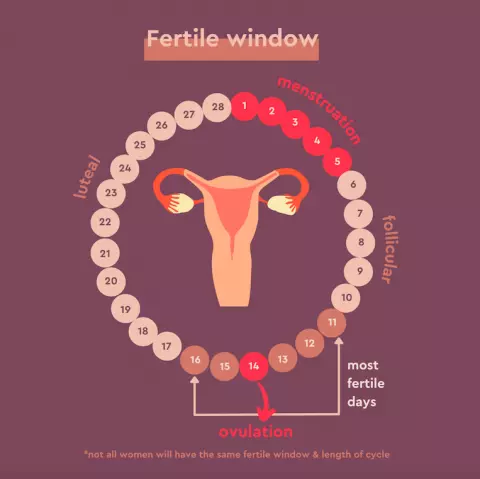 Gynae Geek - The fertile window Did you know that you're only fertile on  certain days of your cycle? Did you know that you don't usually get pregnant  on the actual day