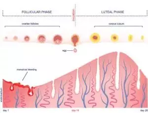 Ladies: How is your Luteal Phase doing?